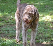 tahoe-and-pet-store-023