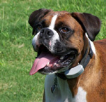 Madison, Alabama dog walking and pet sitting