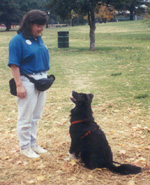 Huntsville pet sitting and dog walking services