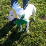 Dogs of all sizes showed off their costumes