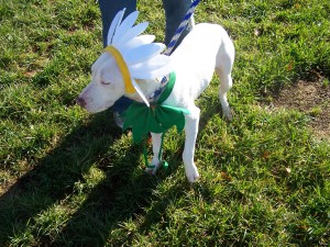 Dogs of all sizes showed off their costumes